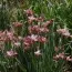 Ирис Sibirica Fancy Me This фото
