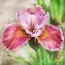 Ирис Sibirica Fancy Me This фото