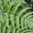Папоротник Щитовник Клинтона (Dryopteris clintoniana) фото