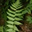 Папоротник Щитовник Клинтона (Dryopteris clintoniana) фото