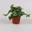 Фикус Green Sunny фото