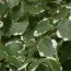 Фикус White Sunny фото
