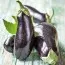 Баклажан Алмаз фото