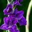 Гладиолус Purple Flora 12/14 фото