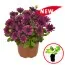 Остеоспермум Summertime Double Purple фото