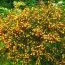 Ракитник Andreanus фото