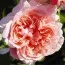 Роза Rose de Tolbiac фото