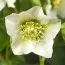 Морозник Pretty Ellen White фото