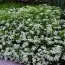 Спирея Decumbens фото