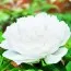 Пион White Snow Bai Xue Gong Zhu древовидный фото