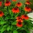 Эхинацея Flamenco Orange фото
