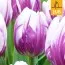 Тюльпан Flaming Prince (Брендовые луковицы Jub Holland) фото
