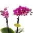 Фаленопсис Минифлора Fleur (без цветения) фото