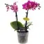 Фаленопсис Минифлора Fleur (без цветения) фото