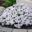Флокс Amazing Grace фото