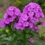 Флокс Amethyst фото