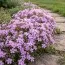 Флокс Benita фото