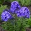 Флокс Blue Paradise фото