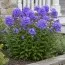 Флокс Blue Paradise фото