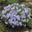Флокс Emerald Cushion Blue фото