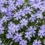 Флокс Emerald Cushion Blue фото