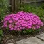 Флокс McDaniel`s Cushion фото