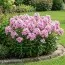 Флокс Mies Copijn фото