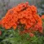 Флокс Orange Perfection фото