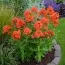 Флокс Orange Perfection фото