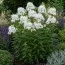 Флокс Paniculata White Admiral фото
