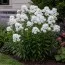 Флокс Paniculata White Admiral фото