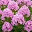 Флокс Pink Hill фото