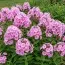 Флокс Pink Hill фото