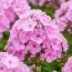 Флокс Pink Hill фото
