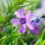 Флокс Purple Beauty фото