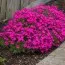 Флокс Scarlet Flame фото
