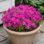 Флокс Scarlet Flame фото