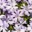 Флокс Fabulous Blue Dark Center фото