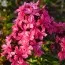 Флокс Cleopatra фото