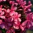 Флокс Cleopatra фото