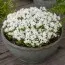 Флокс Snowflake фото