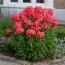 Флокс Starfire фото
