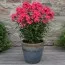 Флокс Starfire фото