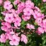 Флокс Sweet Summer Candy фото