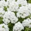 Флокс White Clouds фото
