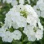 Флокс White Sparr фото