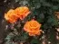 Роза Flora Danica фото