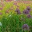 Микс ландшафтный Floriade фото