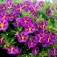 Калибрахоа Rave Violet фото