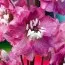 Дельфиниум Magic Fountain Deep Rose White Bee фото
